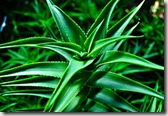 plante Aloe Vera